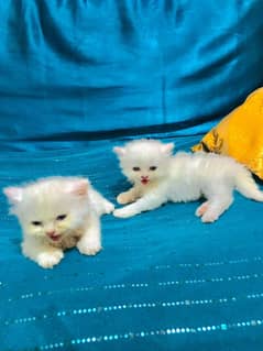 Hello my persian cat babys so cute and playfull 03239854645