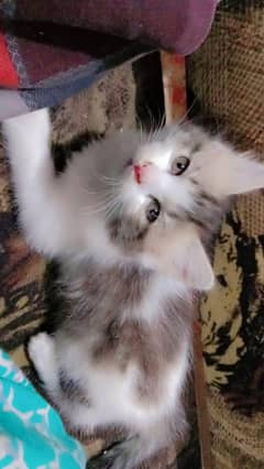 2 Male kittens. 1 Female cat.