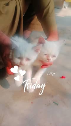 beautiful cat