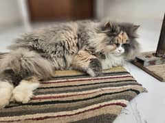 Persian