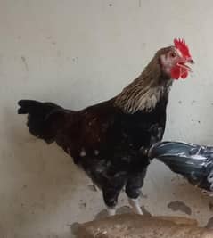 Healthy active hai price final hai WhatsApp number 03379223045