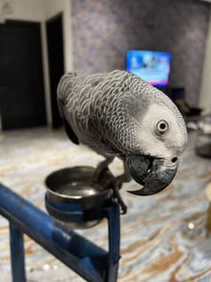 African grey parrot
