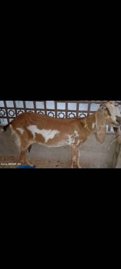 desi bakri with mail kid almost 4 month