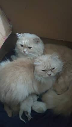pair cats