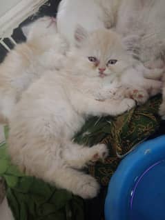 cutes and fluffy kitten