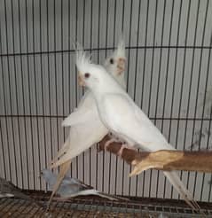 ino