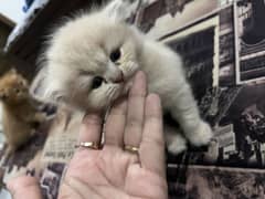 Persian punch face kitten for sale