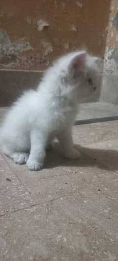 Persian kitten triple coat