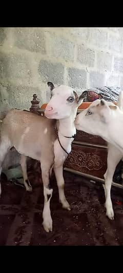 abluk bakra