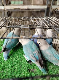 split p. f for sale