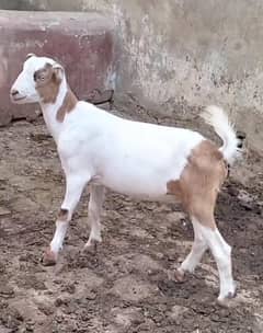 Ablack