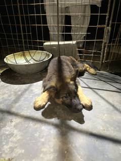 German shepherd puppies