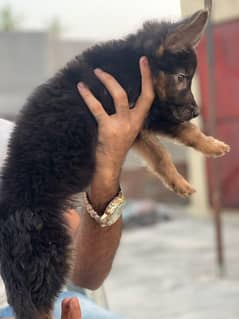 German shepherd |males| long coated puppies