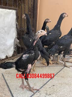 Black and blue Shamo chiks Halthi and active