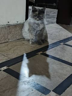 Persian cat pair for sale urgent Age 9 month