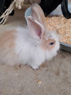 Fluffy