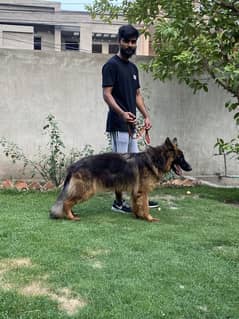 Long Coat German Shepherd Male For Stud