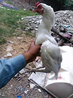 Paper white Heera