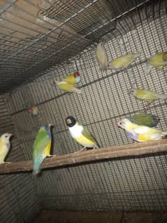 yellow lady gouldian pairs