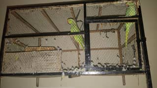 green parrot  pair with large cage