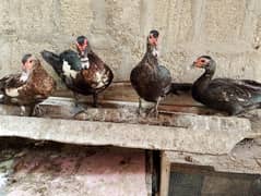 mawaki ducks