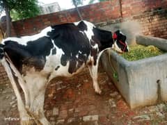 pure hf frezain cow  03107120565