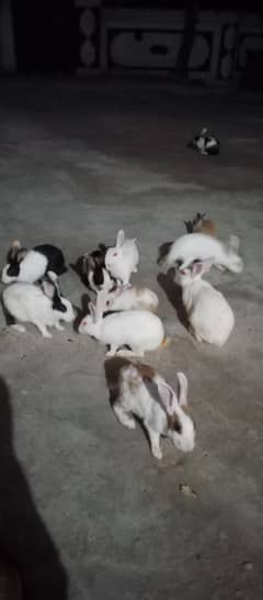 Rabit pair