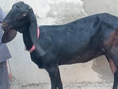 03007254630. tazi dodh wali bakri 3kg paka dodh ha bacha sath nai ha