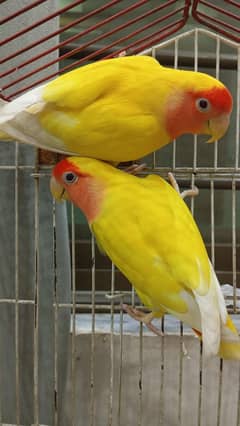Common lutino red eyes pair and green fichery