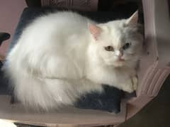 Persian female