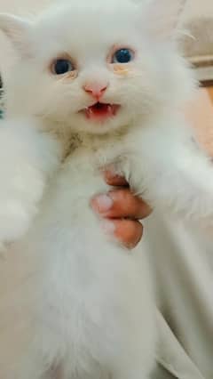 Persian cat triple coat