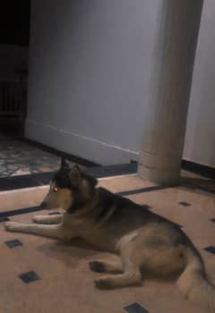 Freindly dog ha age 1.5 sy 2 sal ky kareeb ha