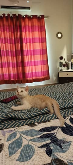 Persion Cat 3 months old
