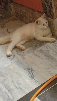 Persian