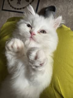 Persian kitten Tripple coat