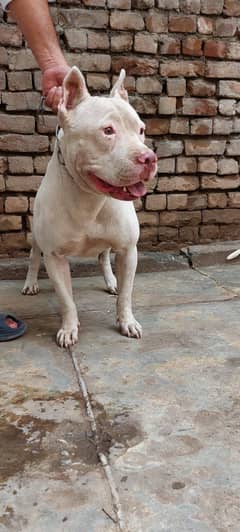 pitbull male and pink nose gultair female age 17 month
