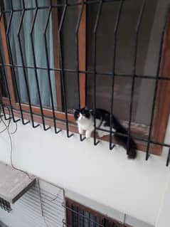 Ragamuffin cat (Double hair coat)