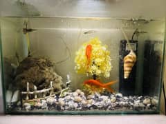 Aquarium