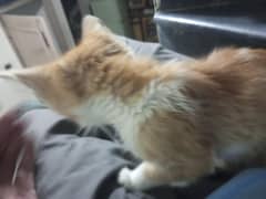 kitten available for adopt