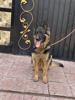 German shepherd female dog 2 heat miss 18 month age