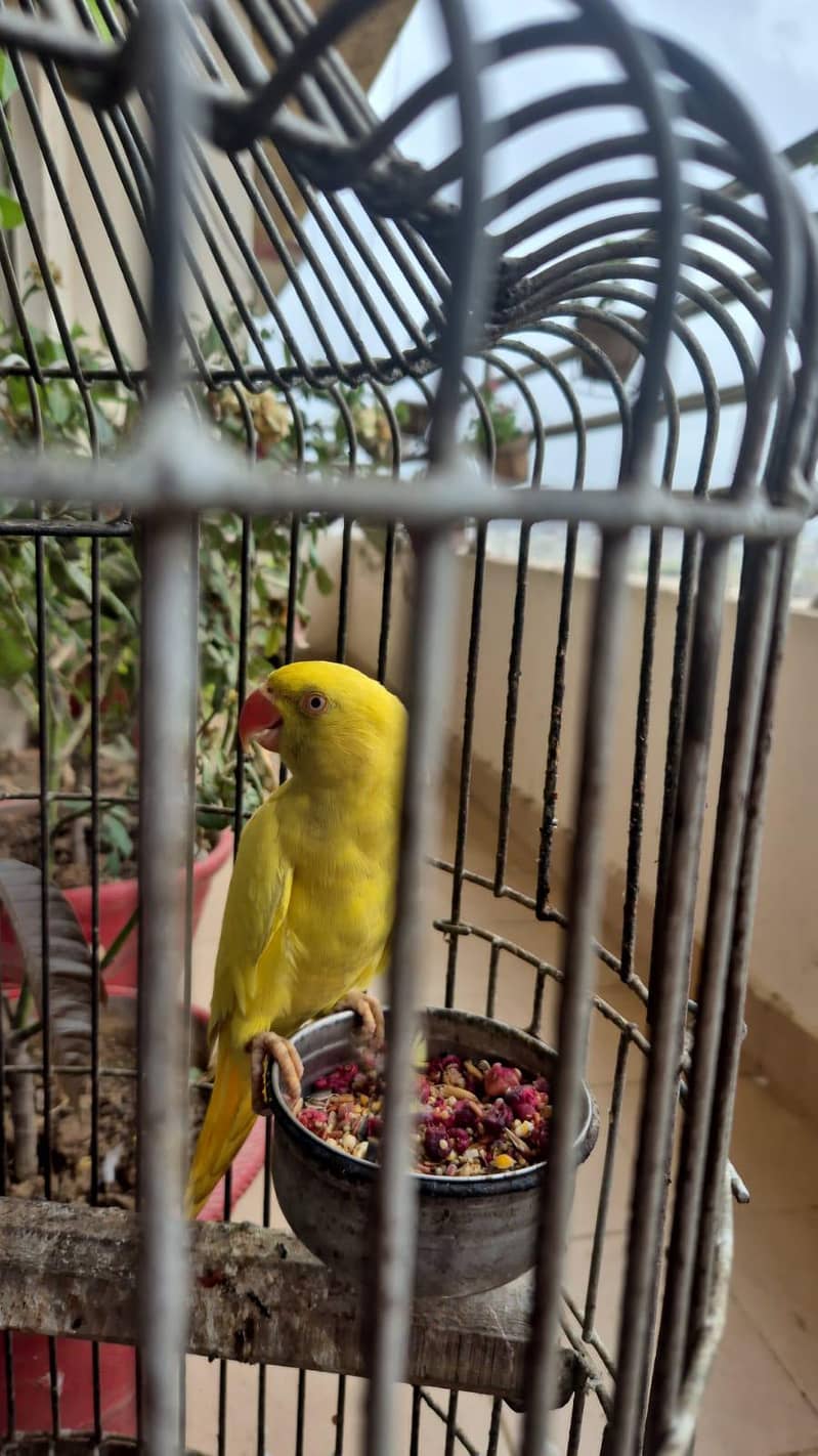 yellow ringnick 0