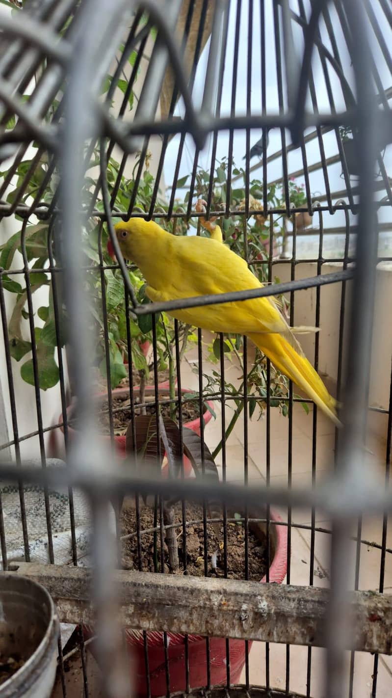 yellow ringnick 1