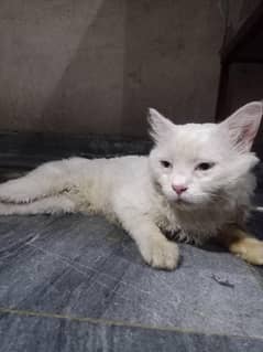 Persian cat