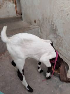 1 kids female dhai mahine ki