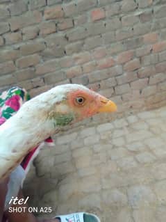 white aseel pair