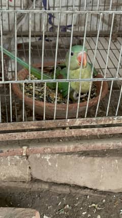 Chick