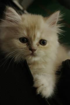 female cat brown color 3 months age