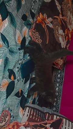 Persian cat in black