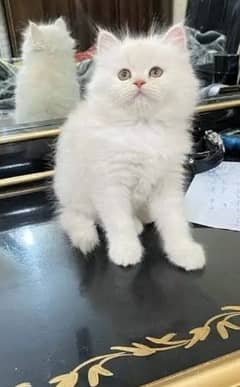 Persian kittens for sale 03477484596 call wahtasp
