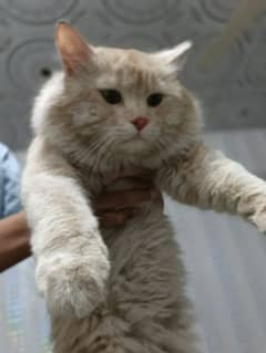 Persian cats